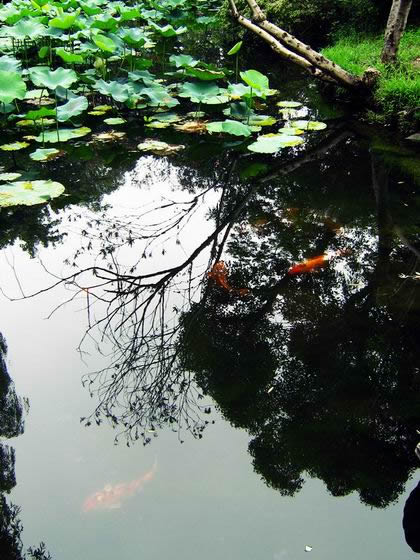 龙集风景