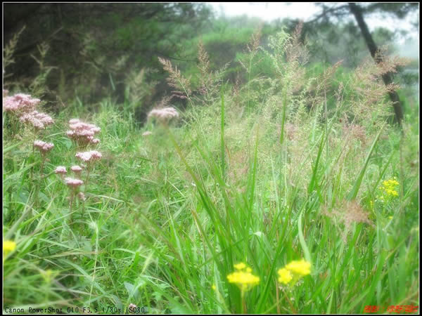 野花野草