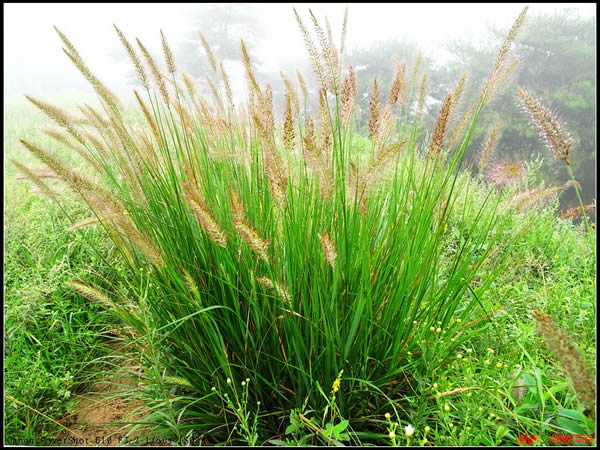 野花野草