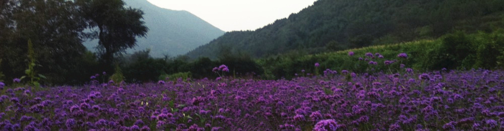 生态花海