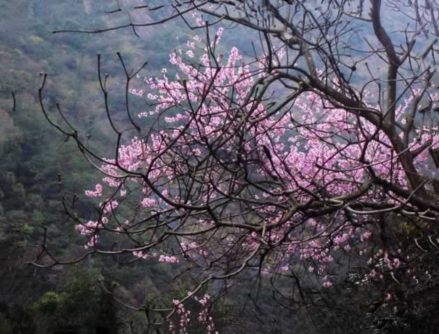 春暖花开