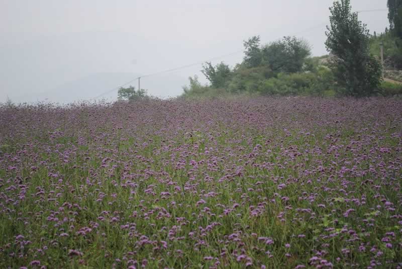 龙集山香草园