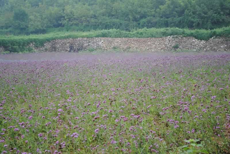 龙集山香草园