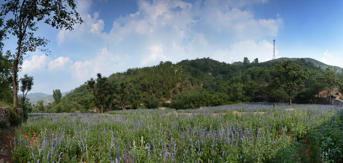 龙集山香草园