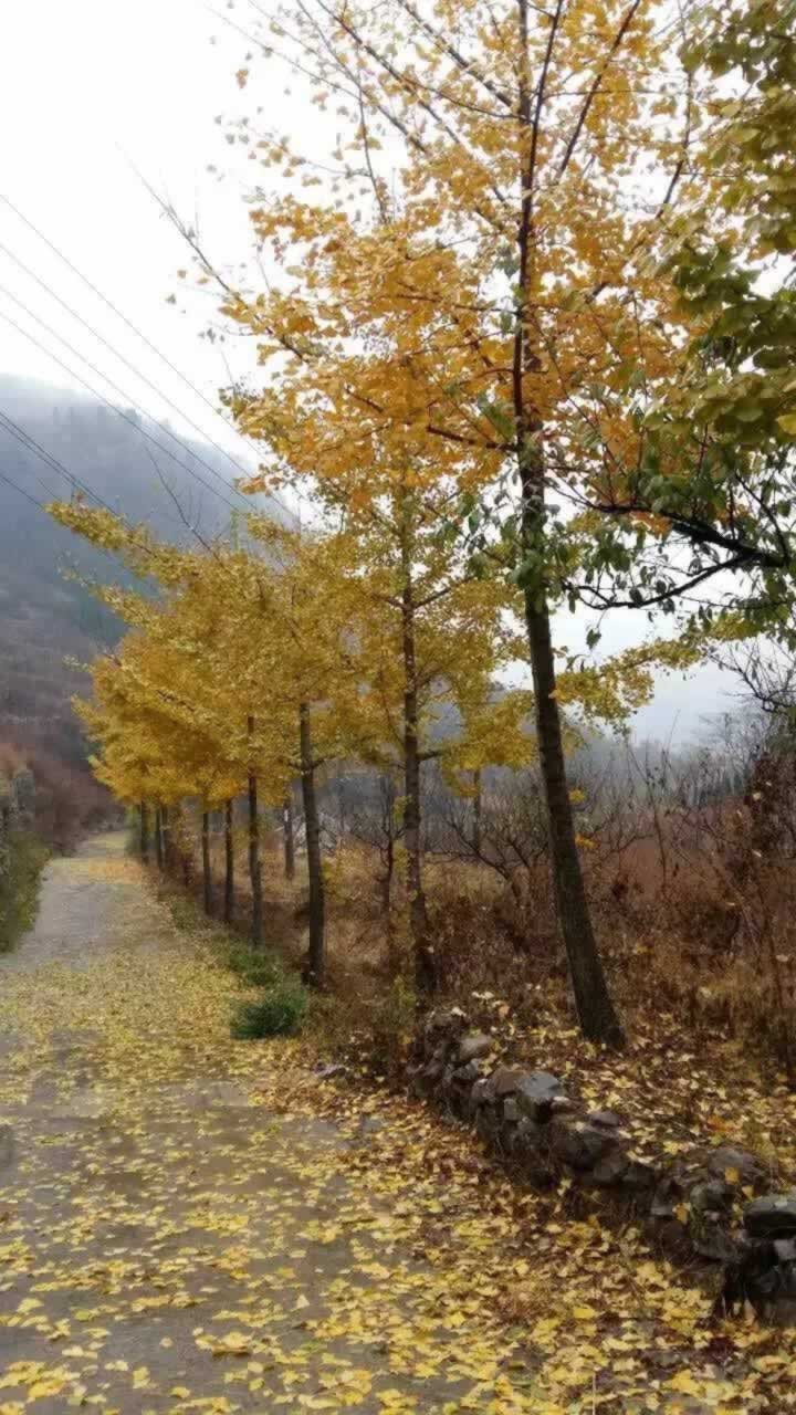 龙集山风景区