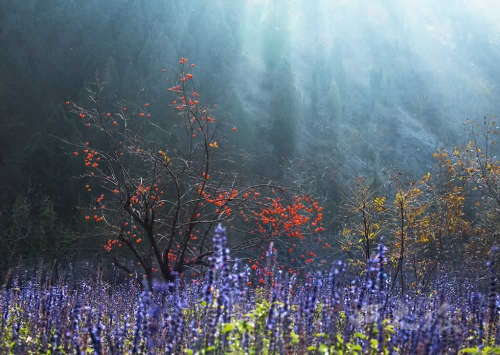 龙集山秋天印象