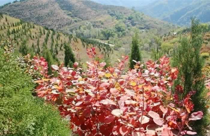 那山枫叶正红