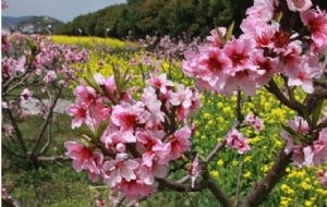 桃花油菜花